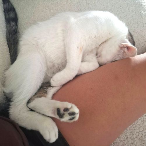 Chaton charly #2