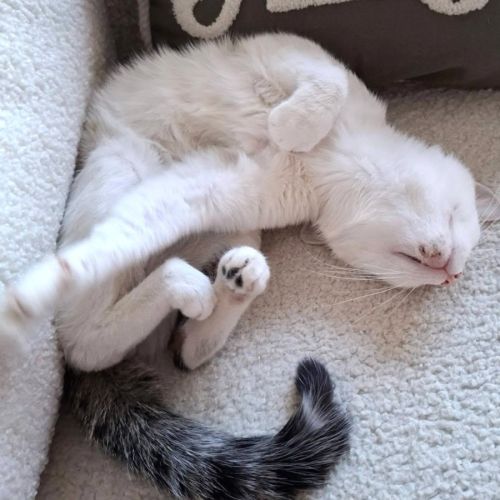 Chaton charly #5