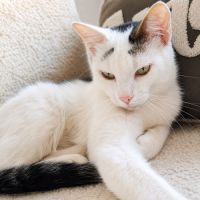 Chaton charly #0