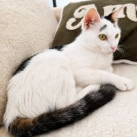 Chaton charly #4