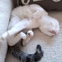 Chaton charly #5