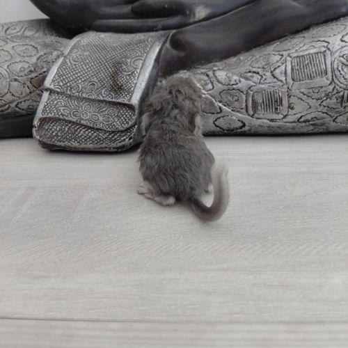 Chinchilla mâle curl frisé #1