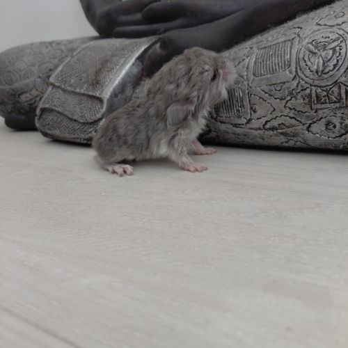 Chinchilla mâle curl frisé #2