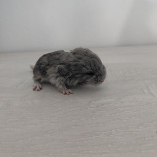 Chinchilla mâle curl frisé #3