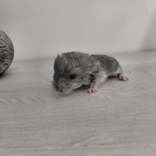 Chinchilla mâle curl frisé #4