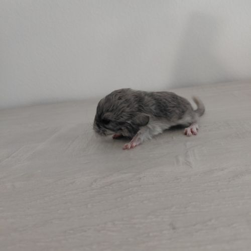 Chinchilla mâle curl frisé #5