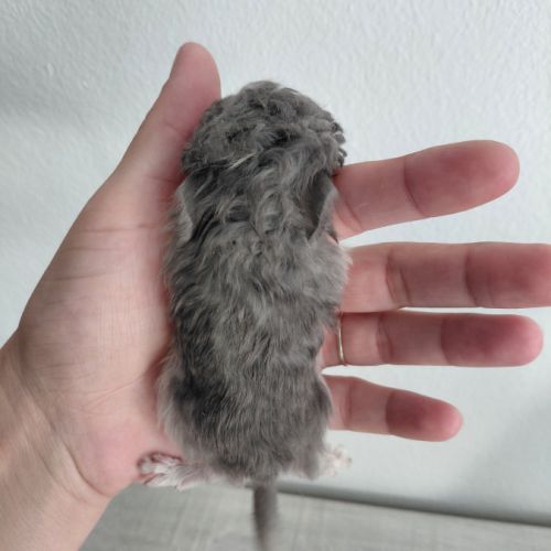 Chinchilla mâle curl frisé