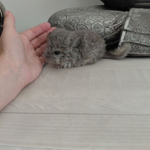 Chinchilla mâle curl frisé #1
