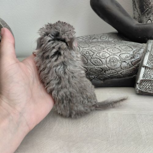 Chinchilla mâle curl frisé #3