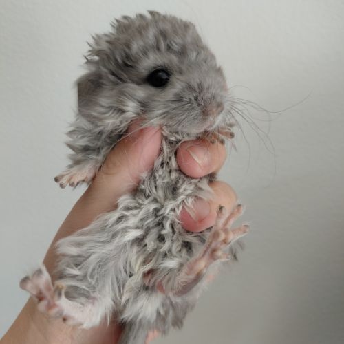 Chinchilla mâle curl frisé #4