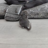 Chinchilla mâle curl frisé #1