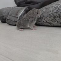 Chinchilla mâle curl frisé #2