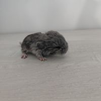 Chinchilla mâle curl frisé #3