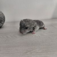 Chinchilla mâle curl frisé #4