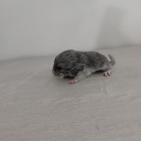 Chinchilla mâle curl frisé #5