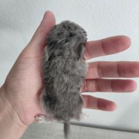 Chinchilla mâle curl frisé