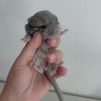 Chinchilla mâle curl frisé #7