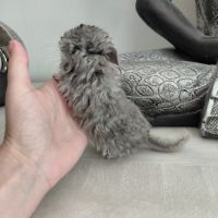 Chinchilla mâle curl frisé
