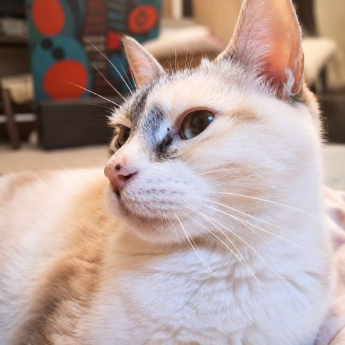 Chatte bonnie