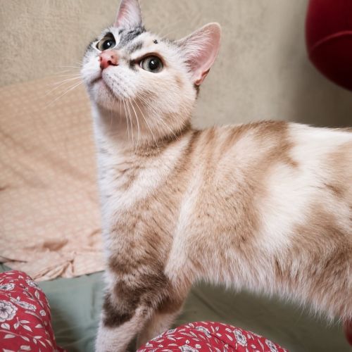 Chatte bonnie #2