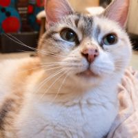 Chatte bonnie #3