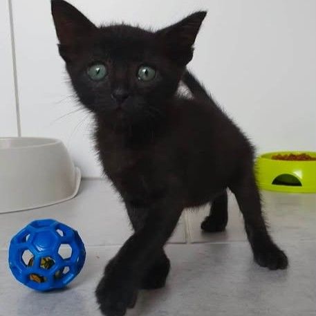 Pimsy petit clow à l'adoption