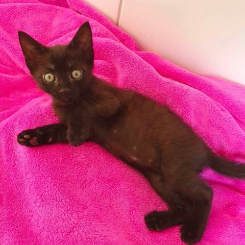 Pimsy petit clow à l'adoption #2