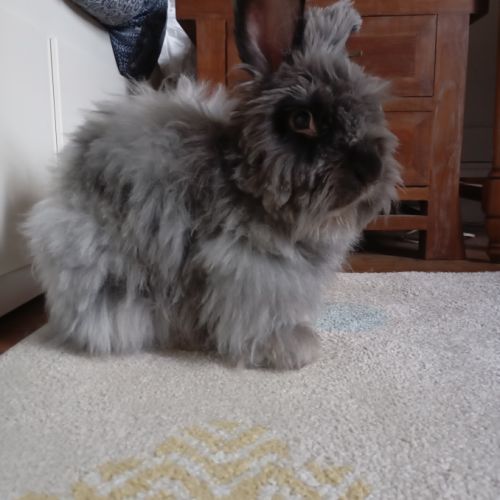 Lapin angora anglais #3