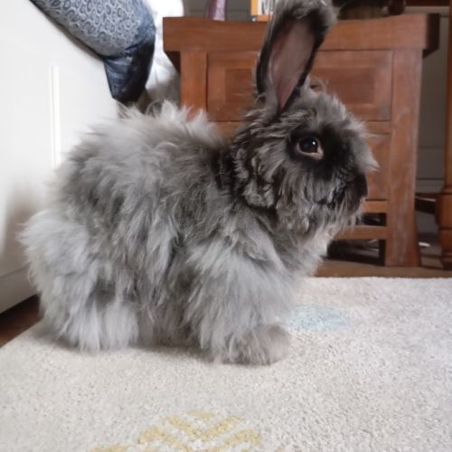 Lapin angora anglais #4