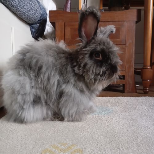 Lapin angora anglais