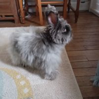 Lapin angora anglais #1