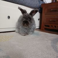 Lapin angora anglais #2