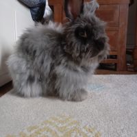 Lapin angora anglais #3