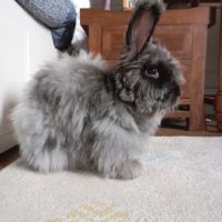 Lapin angora anglais #4