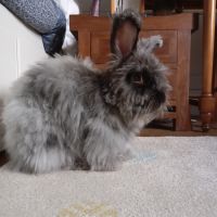 Lapin angora anglais #0