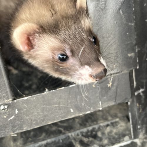 Furet couleur putois