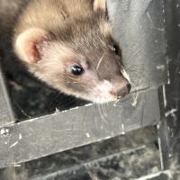 Furet couleur putois