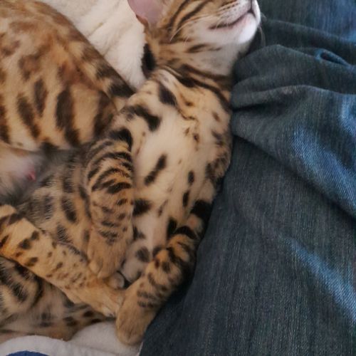 Brandy chaton bengal mâle #1
