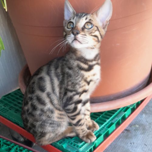 Brandy chaton bengal mâle