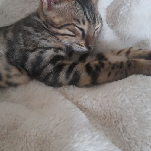 Brandy chaton bengal mâle #5