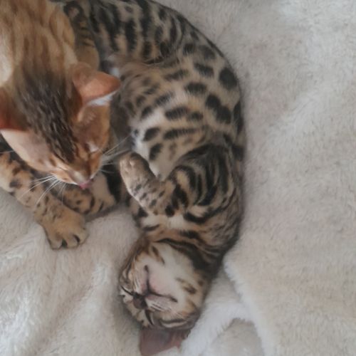 Brandy chaton bengal mâle #6