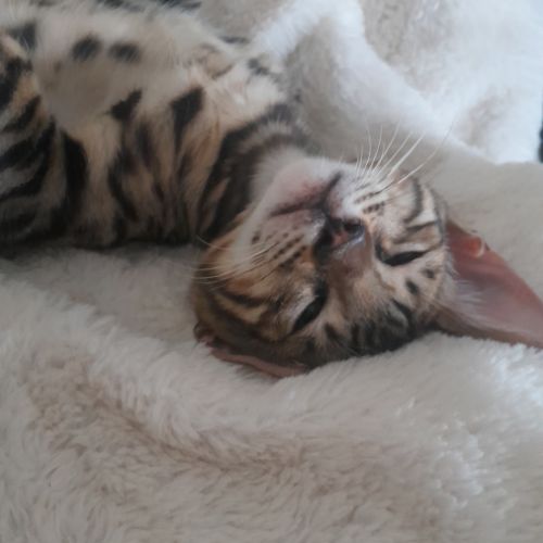 Brandy chaton bengal mâle #7