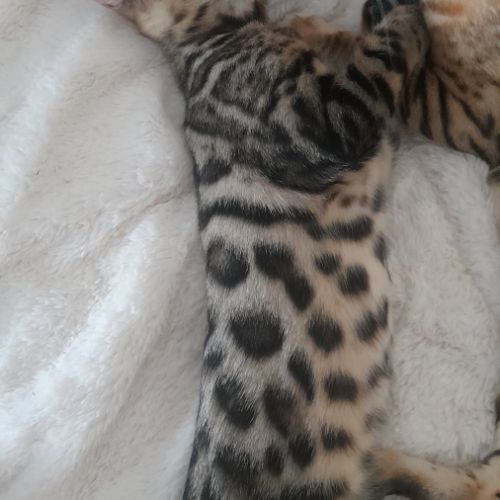 Brandy chaton bengal mâle #8