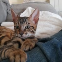 Brandy chaton bengal mâle #2