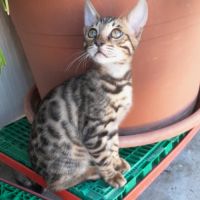 Brandy chaton bengal mâle #0