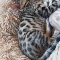 Brandy chaton bengal mâle #4