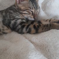 Brandy chaton bengal mâle #5
