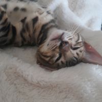 Brandy chaton bengal mâle #7