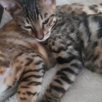 Brandy chaton bengal mâle #9