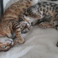 Brandy chaton bengal mâle #10